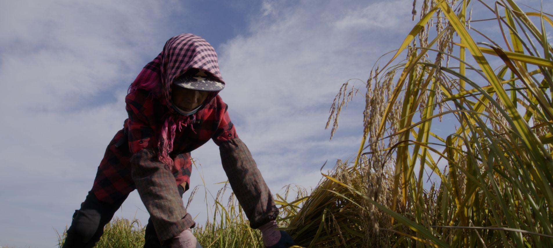 种植基地,后方的群山描绘了五常特殊地貌,稻田中金禾老农人们弯腰种田