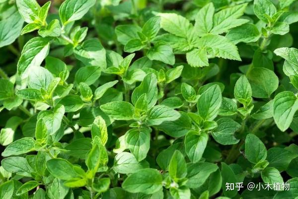 常见香草植物种类介绍 - 知乎