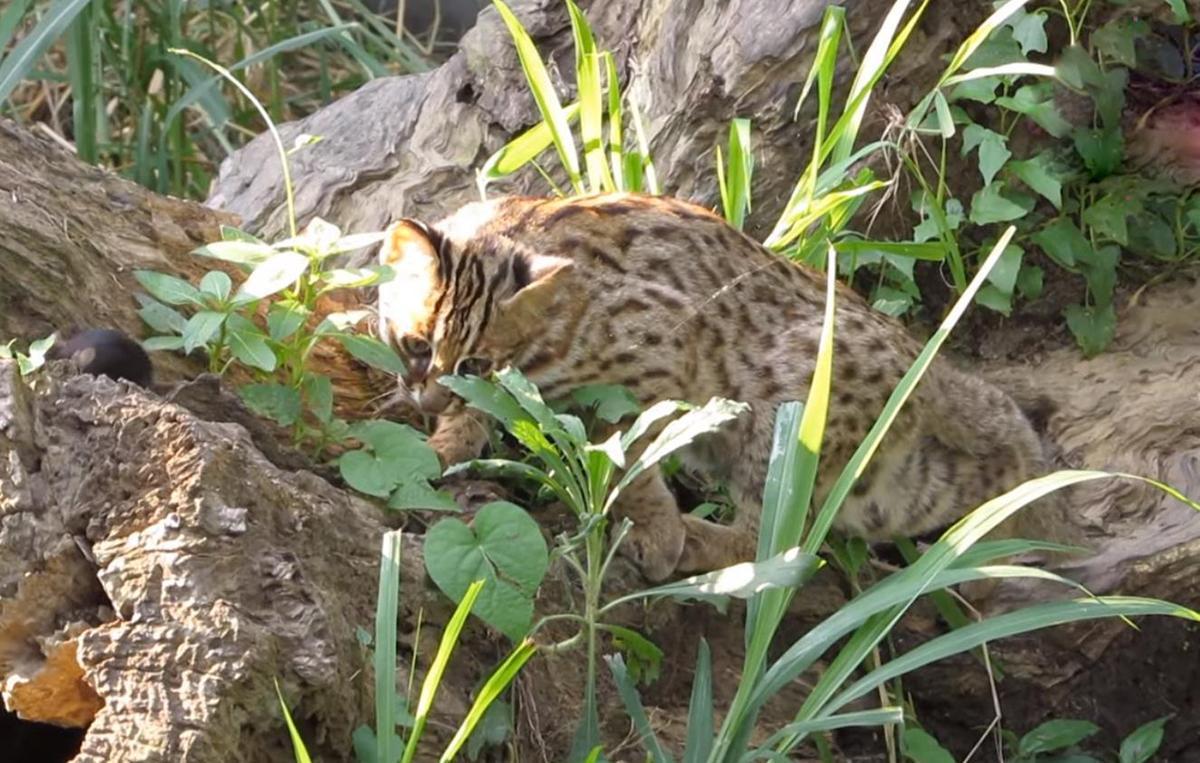 得像野貓的動物,出現在了鏡頭前,後經過專家鑑定,發現這就是一隻石虎