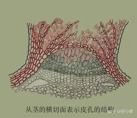 树皮的木栓层紧紧地裹住了树枝,能很好地阻挡水和空气的侵袭,却使得