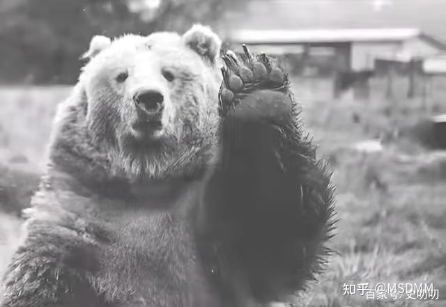 一天,沃尔泰克再次来到门前的时候,它发现大门虚掩,沃尔泰克小心翼翼