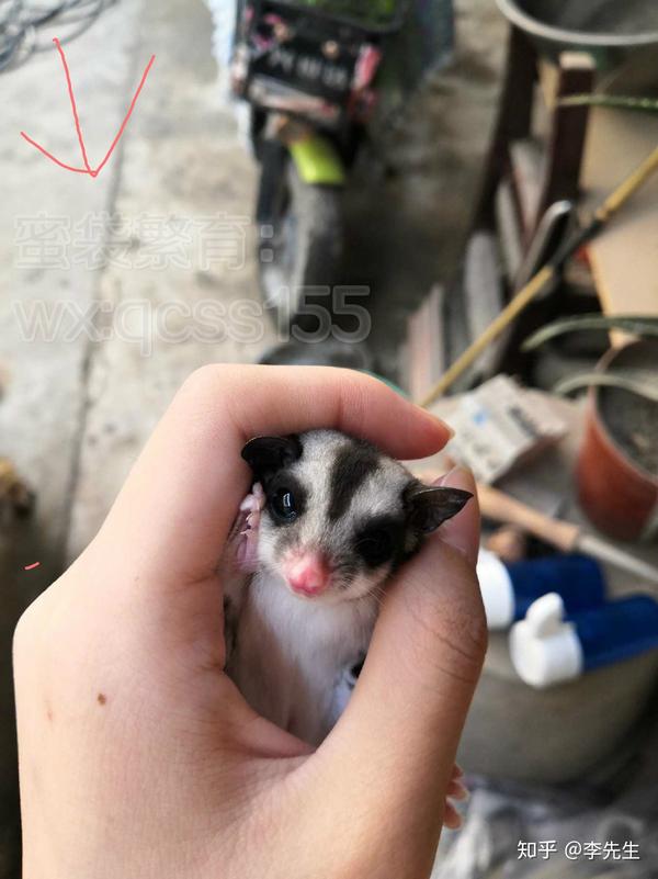 蜜袋鼯好养吗,蜜袋鼯冬天怎么养?