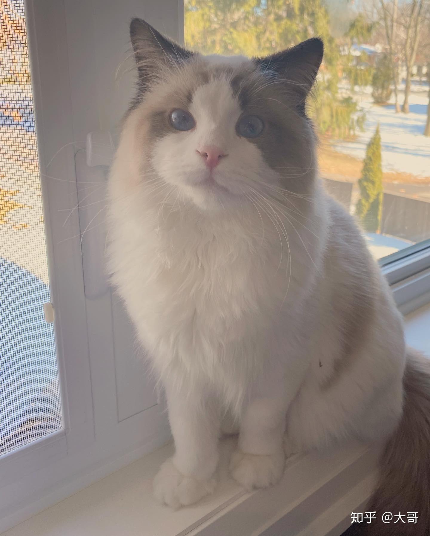 布偶猫有多美有哪些值得分享的布偶猫照片