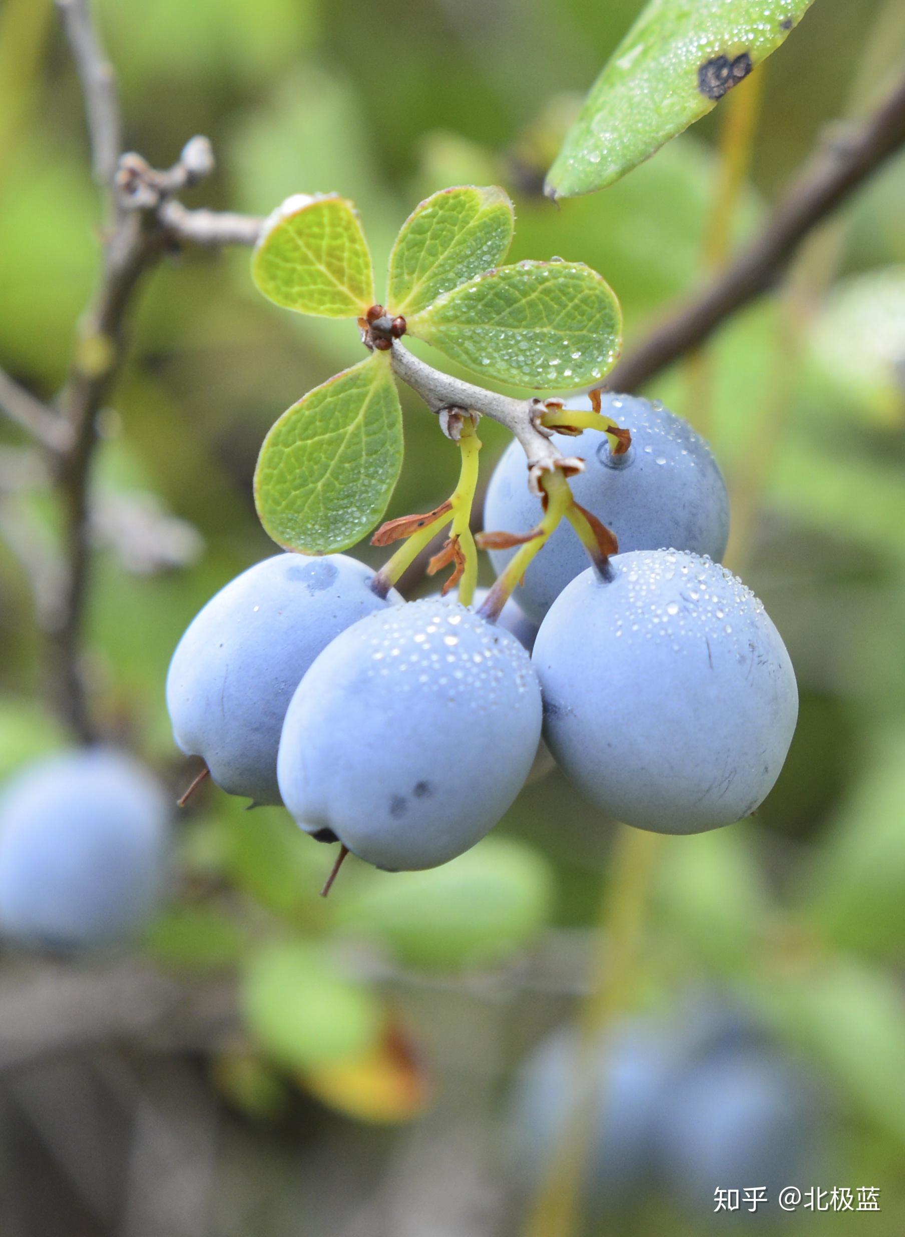 农村野生蓝莓图片