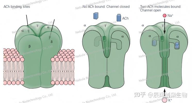 【辰辉创聚生物】离子通道家族全解析 - 知乎