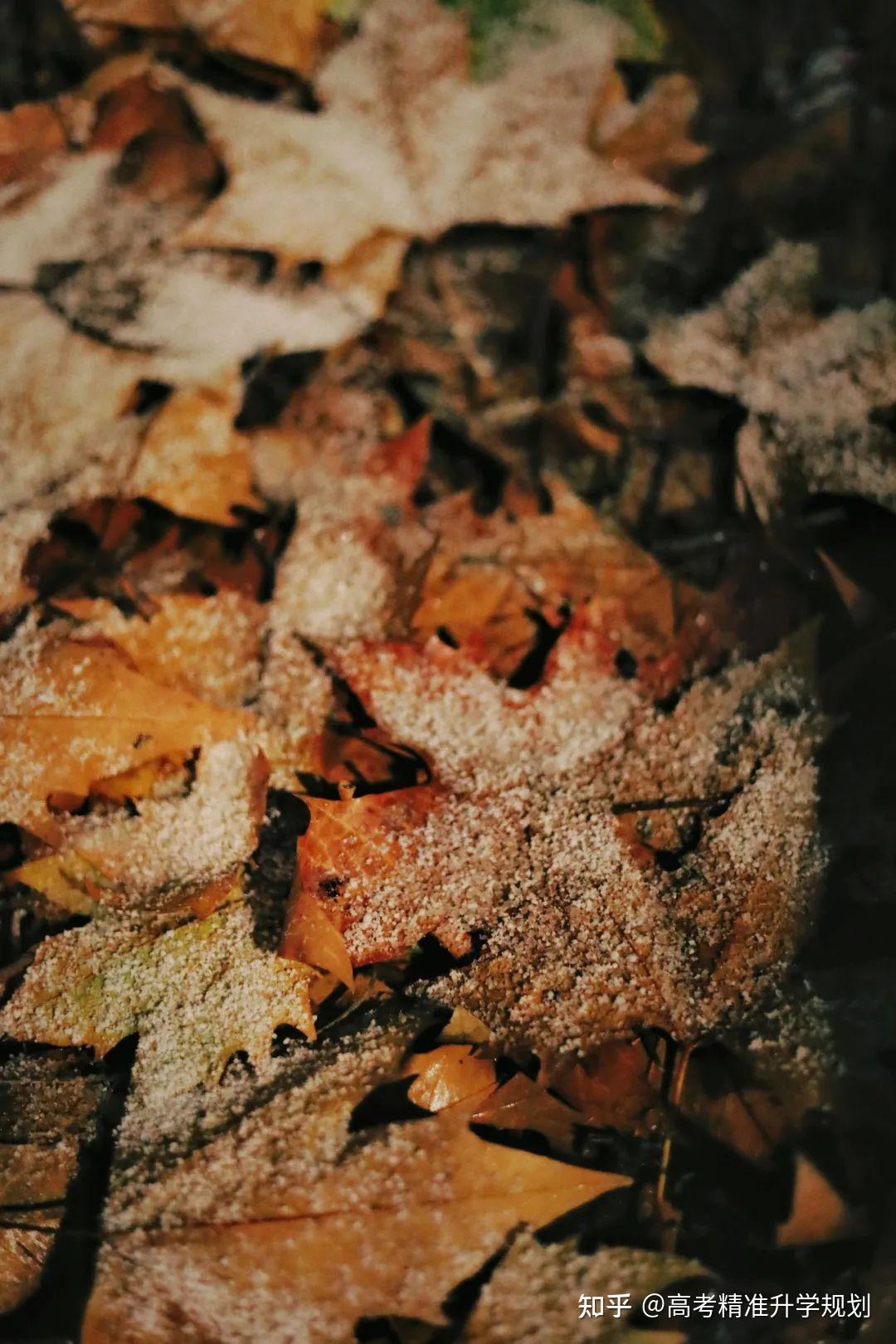 轻盈,万千柳絮因风而起白雪初霁,碧玉琼瑶照亮学子前行的路雪花零落