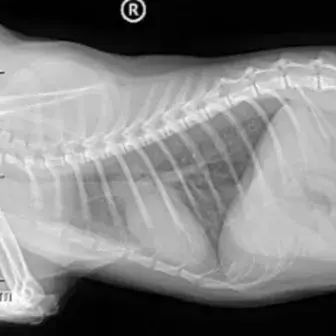 猫咪也可能有漏斗胸 轻度漏斗胸该如何发现 知乎