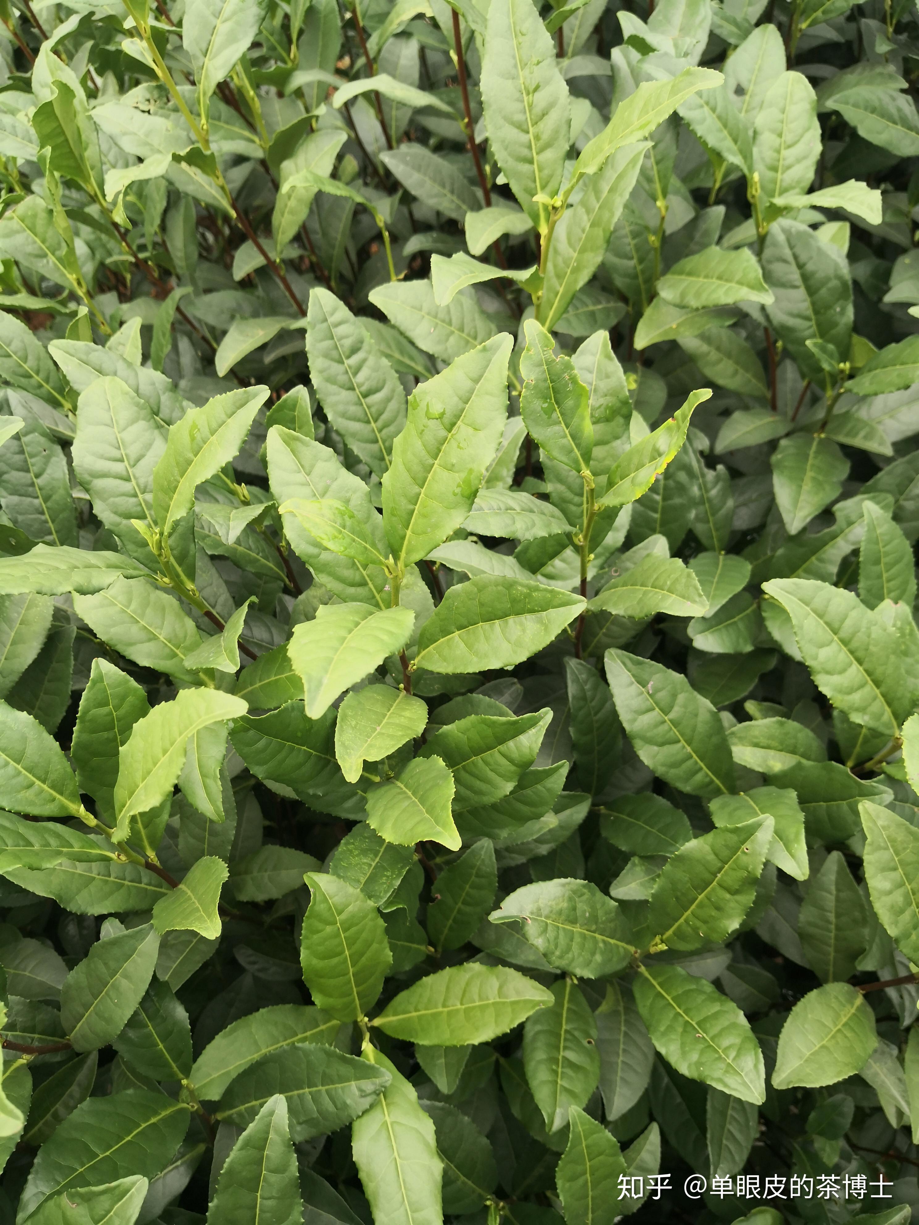 茶树品种中茶108