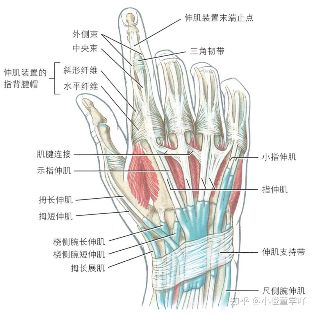 手部肌肉解剖 - 知乎