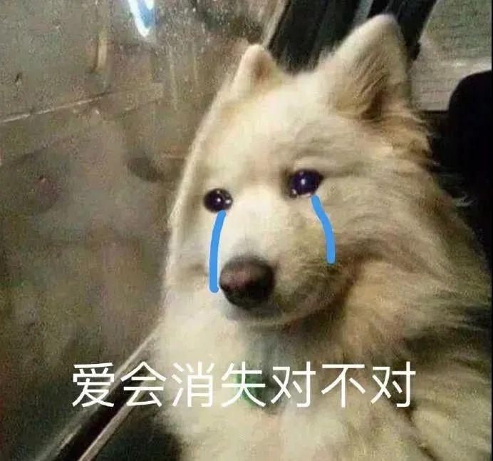 傻狗表情包（静图） - 知乎