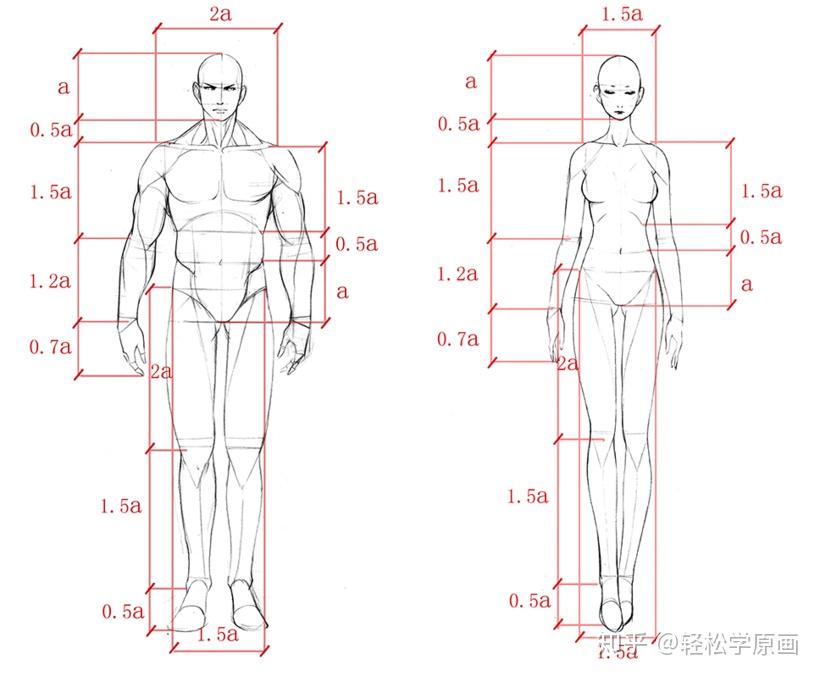 全网最详细的人体比例结构教程赶紧收藏