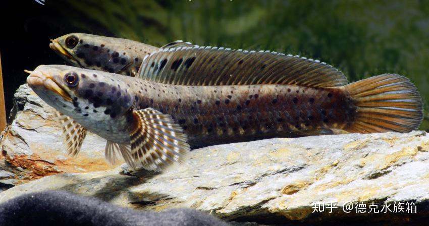 十二,梦幻五斑雷龙学名:channa five stripe成鱼体长:25-30cm饲养温度