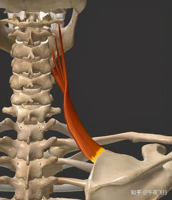 "颈椎病"通常和这十块肌肉有关(干货分享)