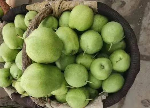 云龙县2021年麦地湾梨早酥梨线上线下营销助农活动圆满结束