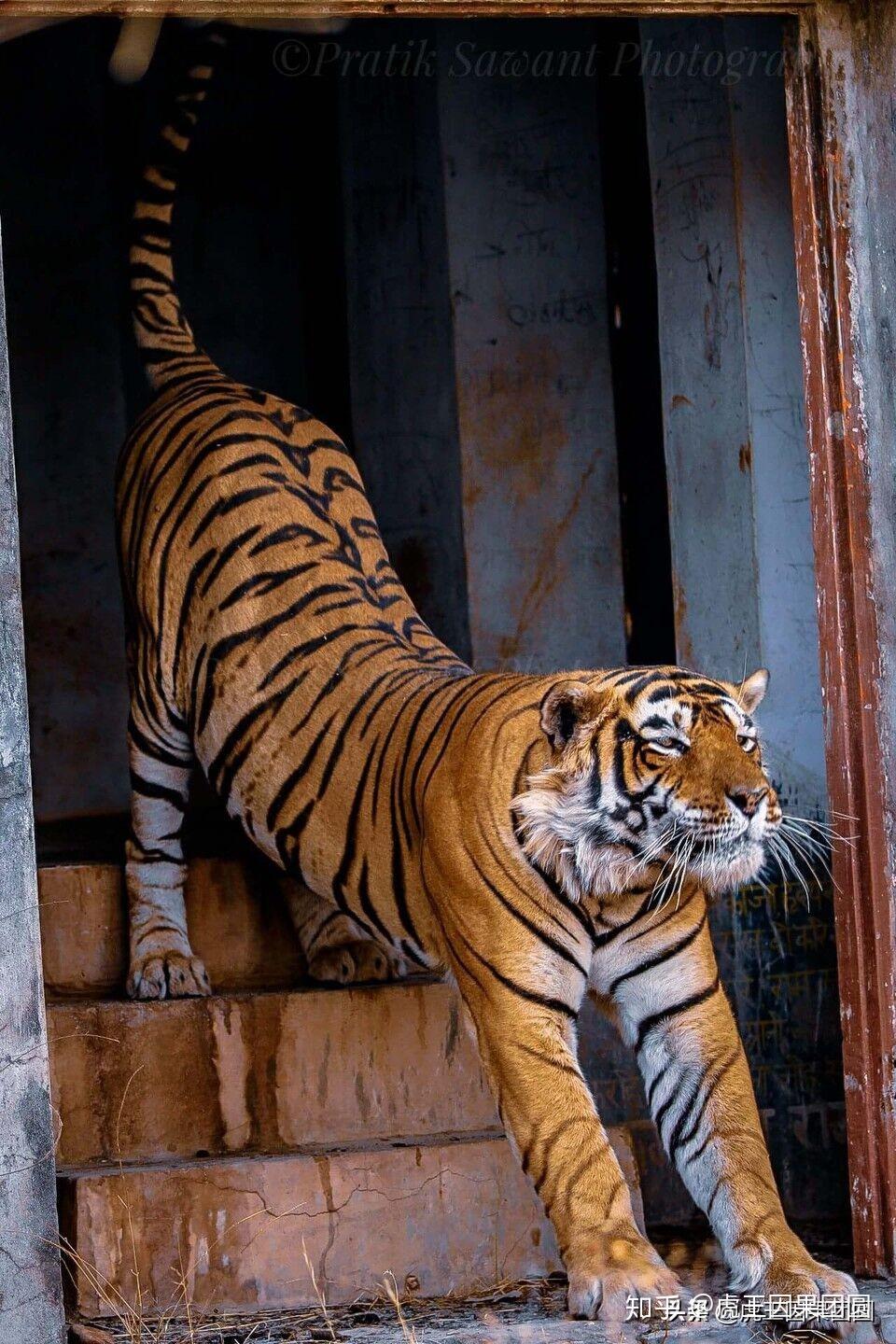 重生成老虎 zhuanlan.zhihu.com