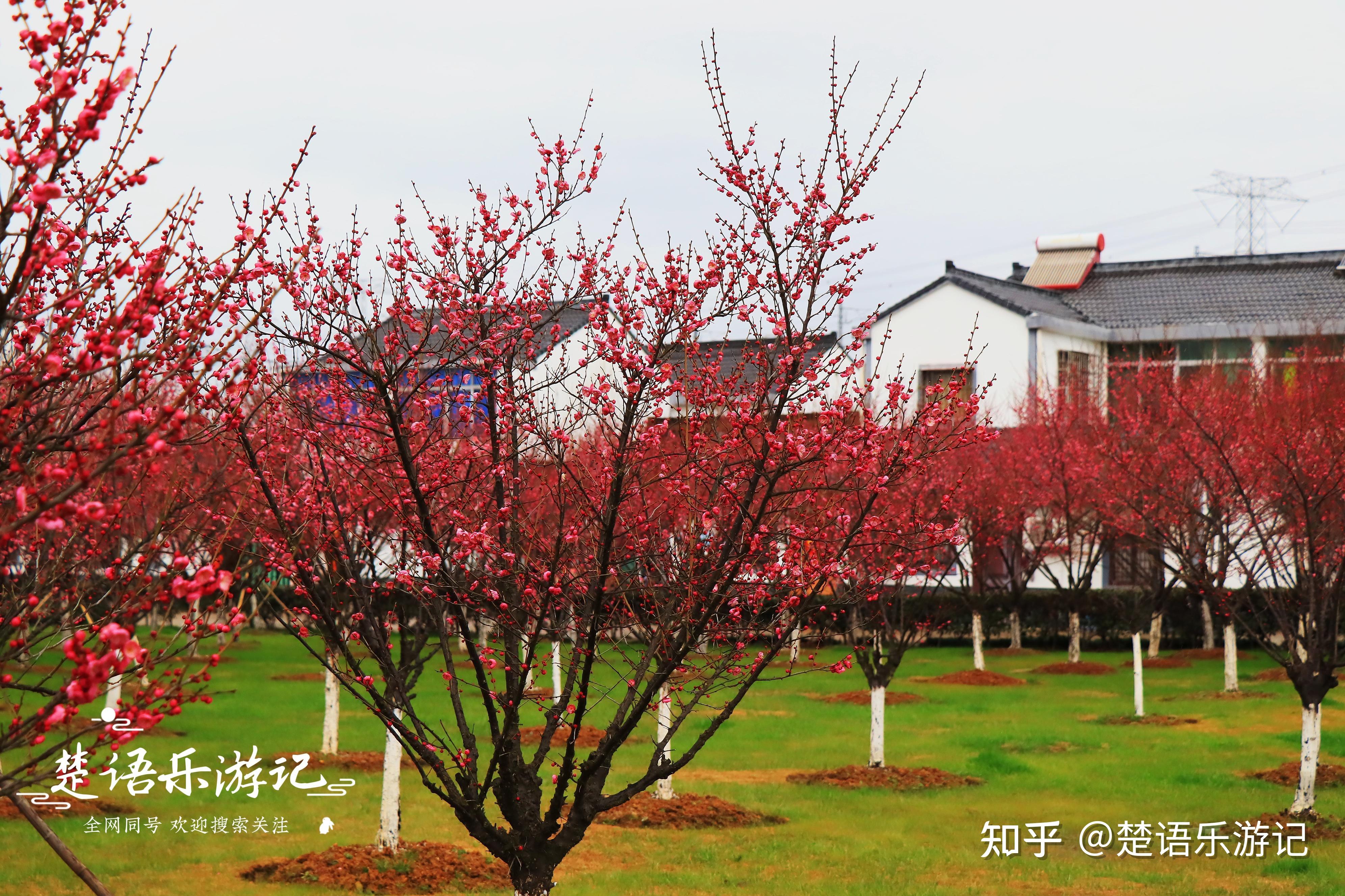 宁波镇海永旺村,花海变身网红文艺打卡地,梅林花开成海美不胜收