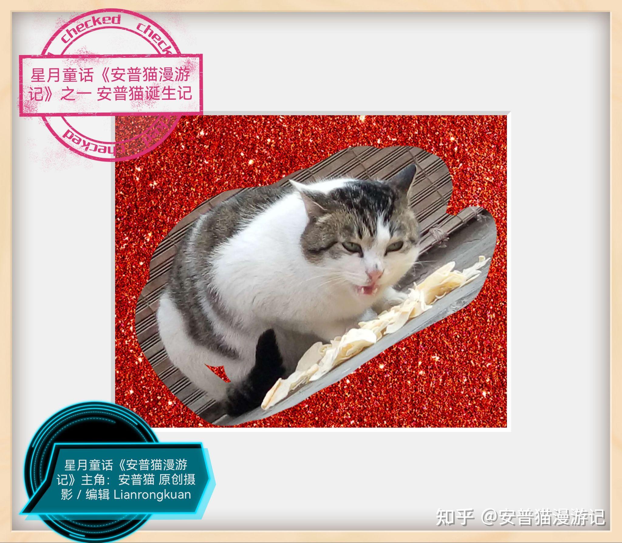 星月童话安普猫漫游记之一安普猫诞生记