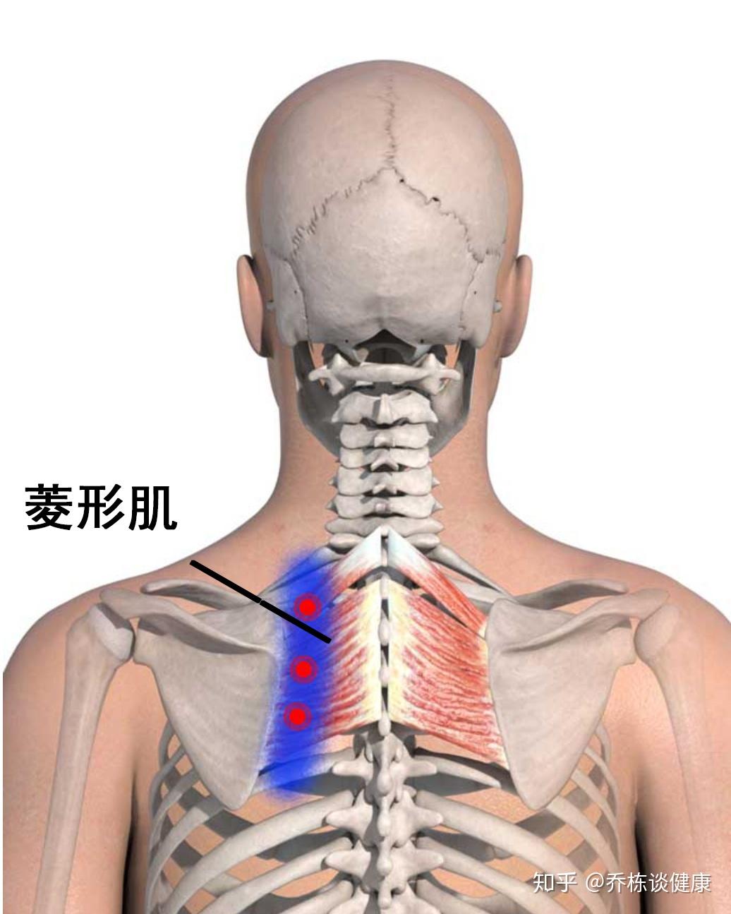 颈肌结构图,肩颈结构图 - 伤感说说吧