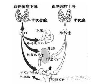 奇妙的化学元素 | 骨骼构成的元素--钙 - 知乎
