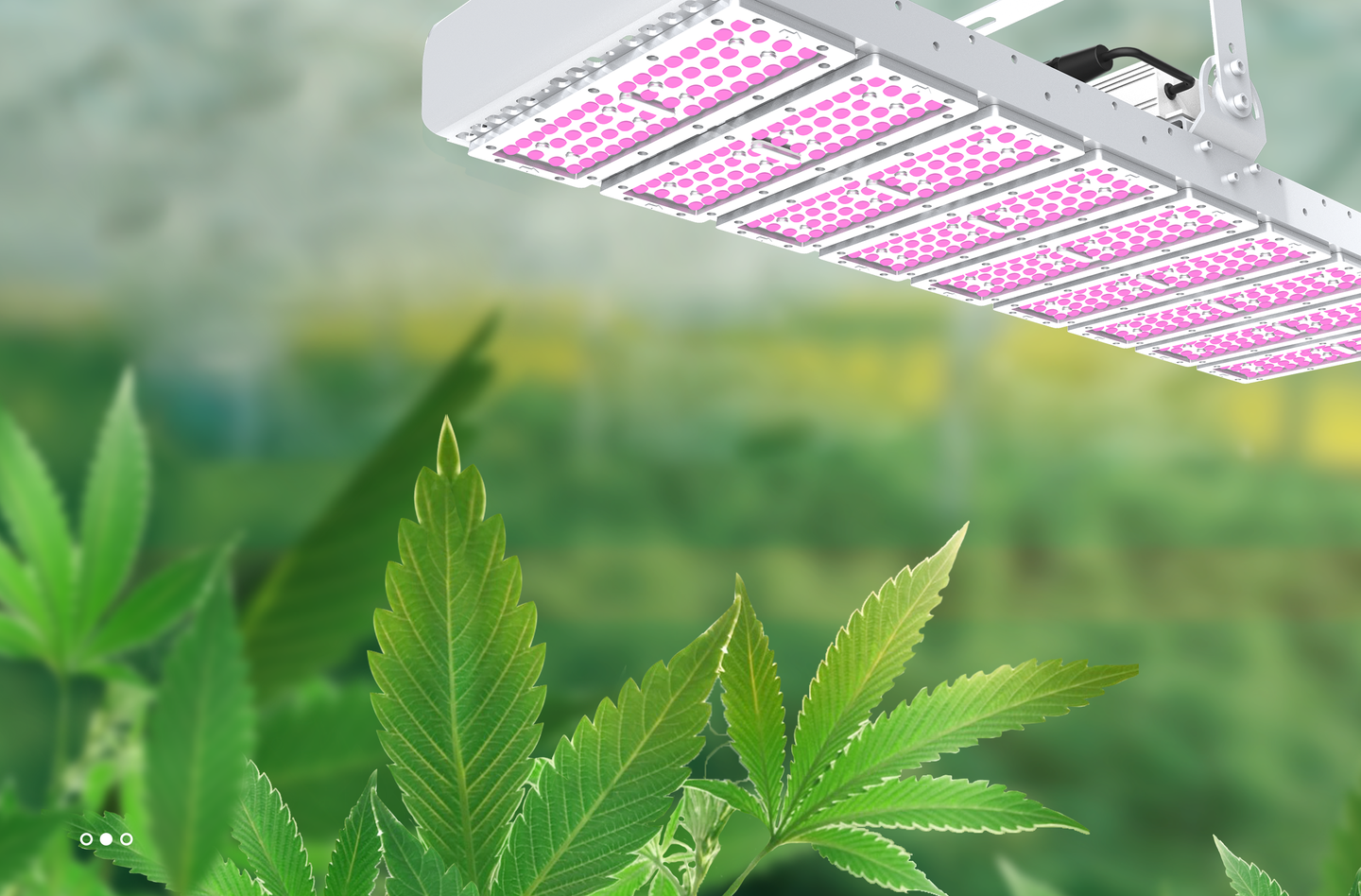 如何选择和设计led植物照明 知乎 如何选择和设计led植物照明 知乎