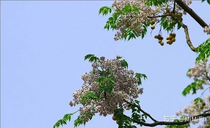 苦楝树开花的季节 - 知乎