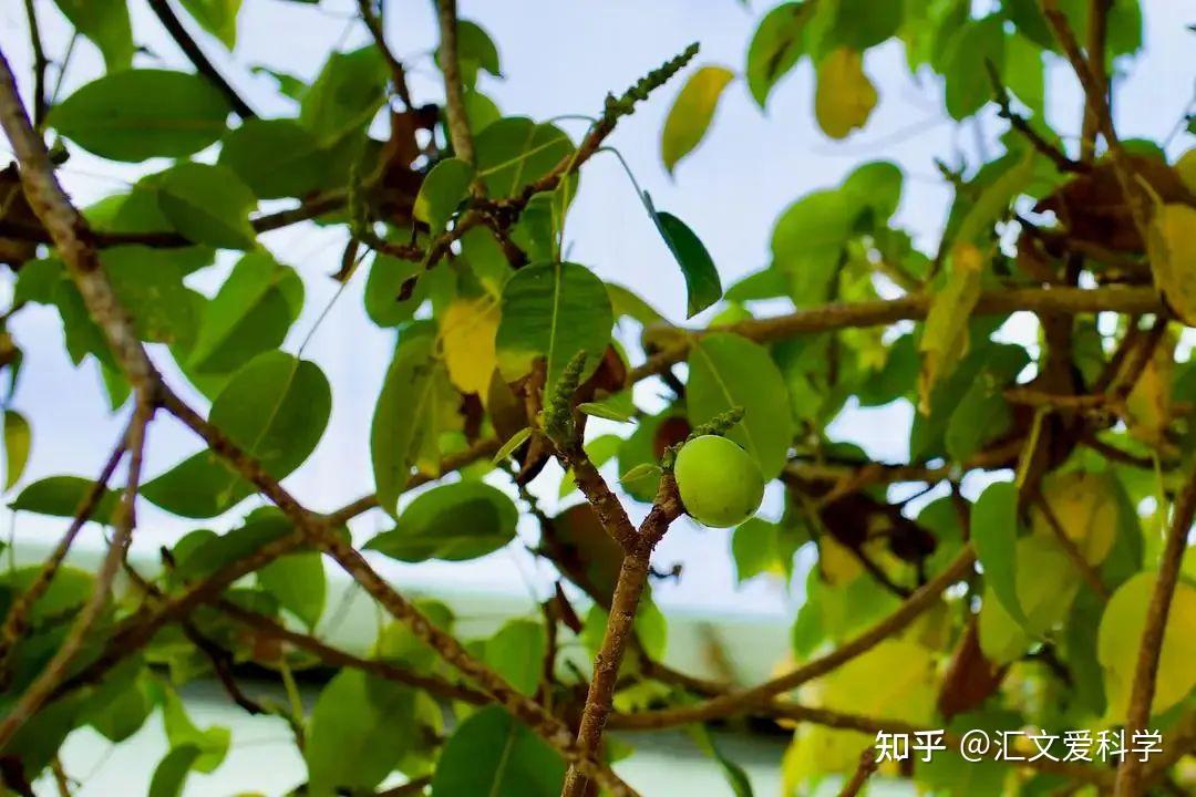 无法碰、砍、烧的树?毒番石榴树到底有何神秘之处? - 知乎
