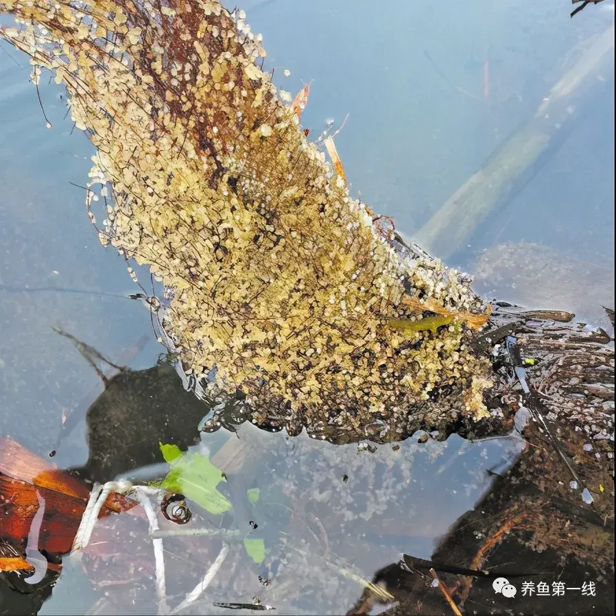 春天鱼类繁殖季节来了——鱼巢：繁殖黏性鱼卵鱼类的必备着卵物 - 知乎