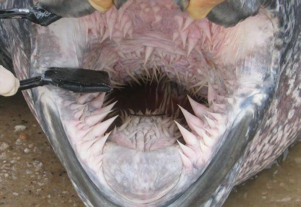 海龟的嘴巴比鲨鱼还恐怖?这里有一大波可爱的冷知识