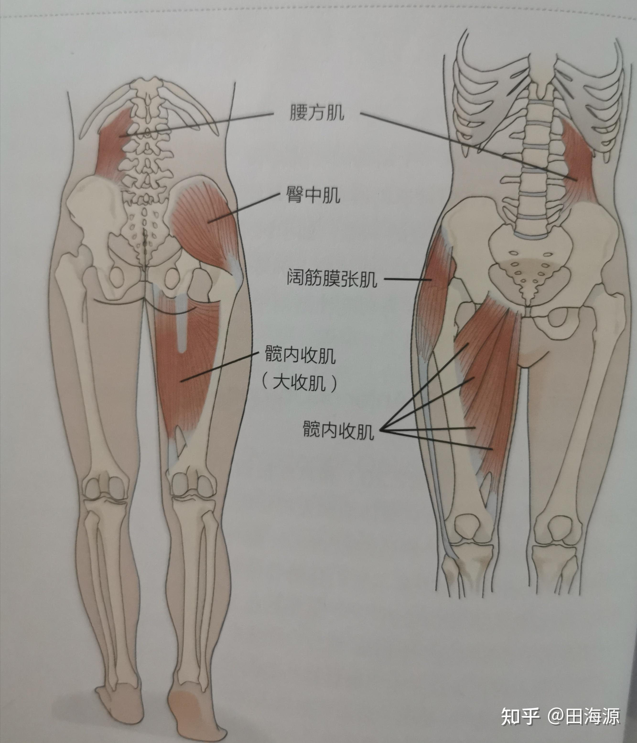 一边松弛时就会导致骨盆出现上下和左右的剪切力,形成骶髂关节紊乱