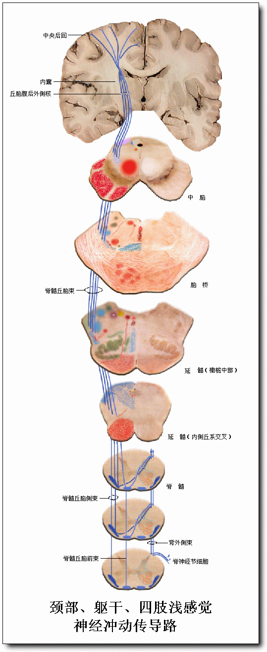 白话神经病学 神经系统的结构、功能与疾病 知乎 