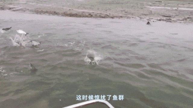 长江禁渔五年:赣江20多年首次现罕见鳤鱼,江豚吃上20厘米长鱼 - 知乎