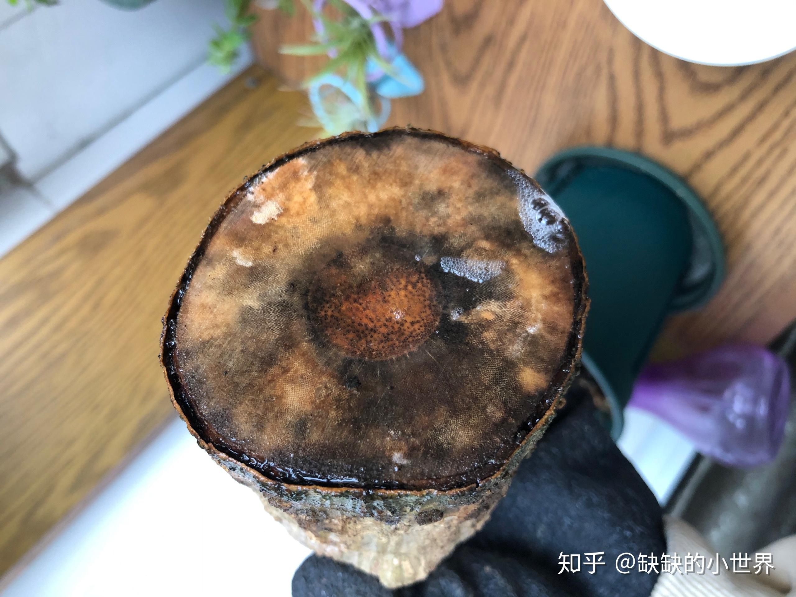 巴西木的成长日记