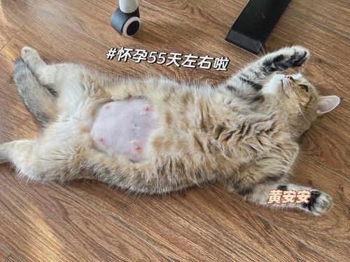 猫咪怀孕初期图片图片