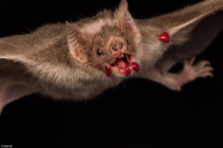 蝙蝠作为世界上最大的移动病毒库,尤其是吸血蝙蝠这种,能够对生物造成