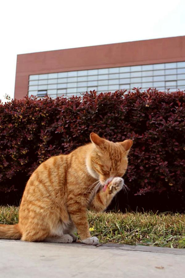 你拍过哪些好看的猫咪照片?