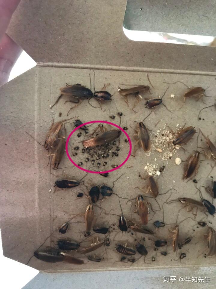 美洲大蠊与德国小蠊入侵途径 - 知乎