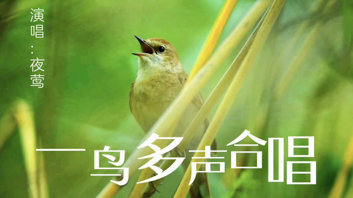 实拍美国渔民出海打蓝鳍金枪鱼这竟是世界最贵的鱼