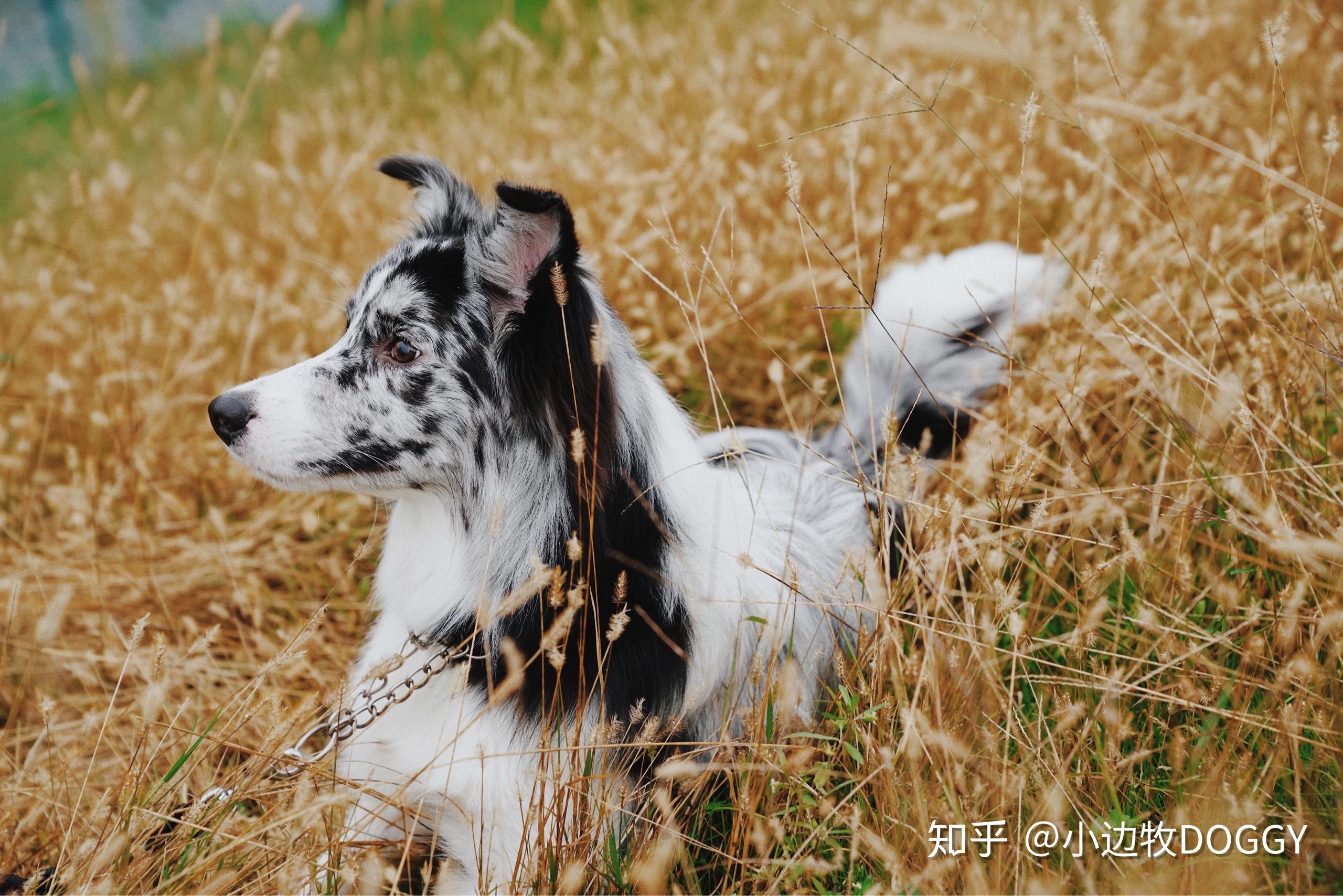 你认为陨石边牧是最帅气的狗吗