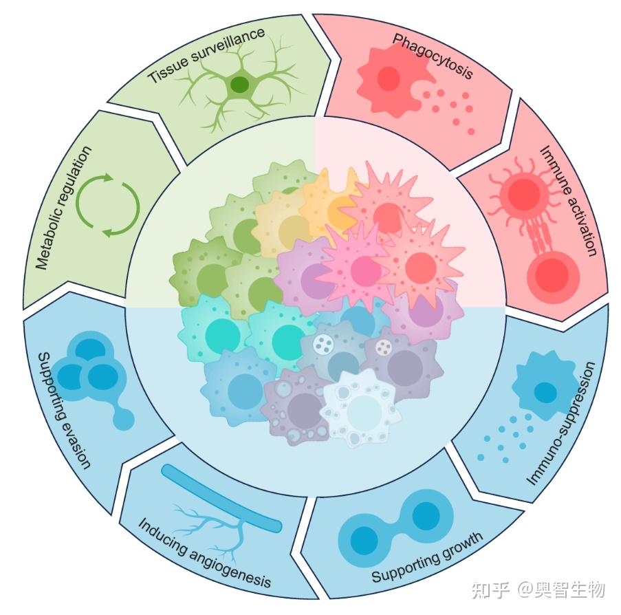 如何用PPT画漂亮的综述示意图? - 知乎