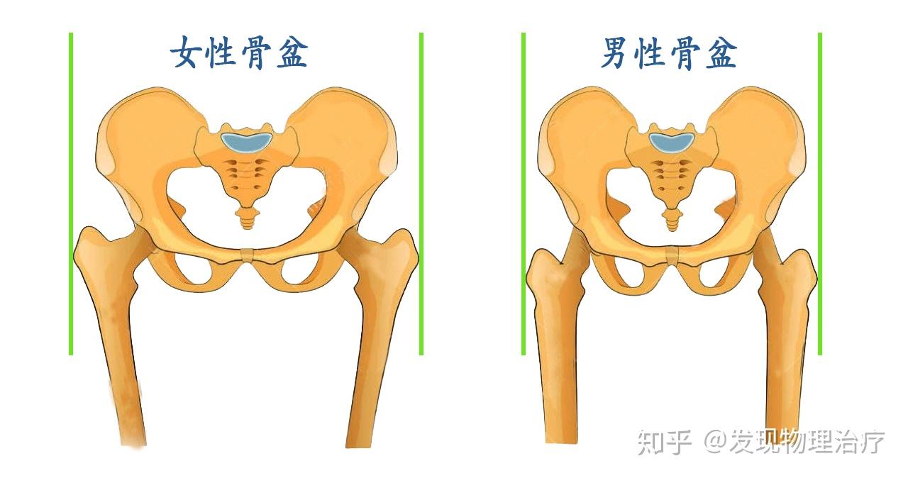 最宽的部位,莫过于股骨大转子的部位,而股骨大转子连接着骨盆的髋臼