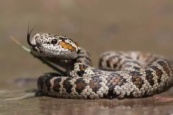 红斑高山蝮的头看上去是卵圆形的,与大多数蝮蛇的三角形头截然不同