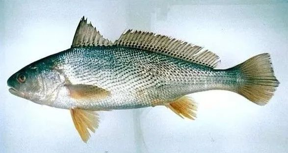 养殖的黄姑鱼 nibea albifora也会拿来作为黄花鱼