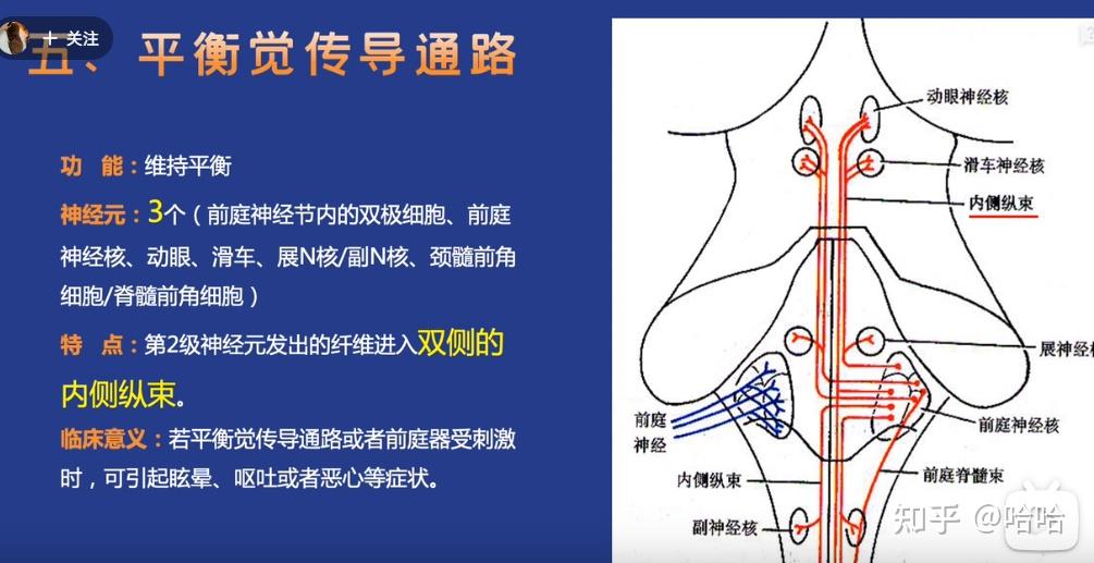 平衡觉传导通路 - 知乎