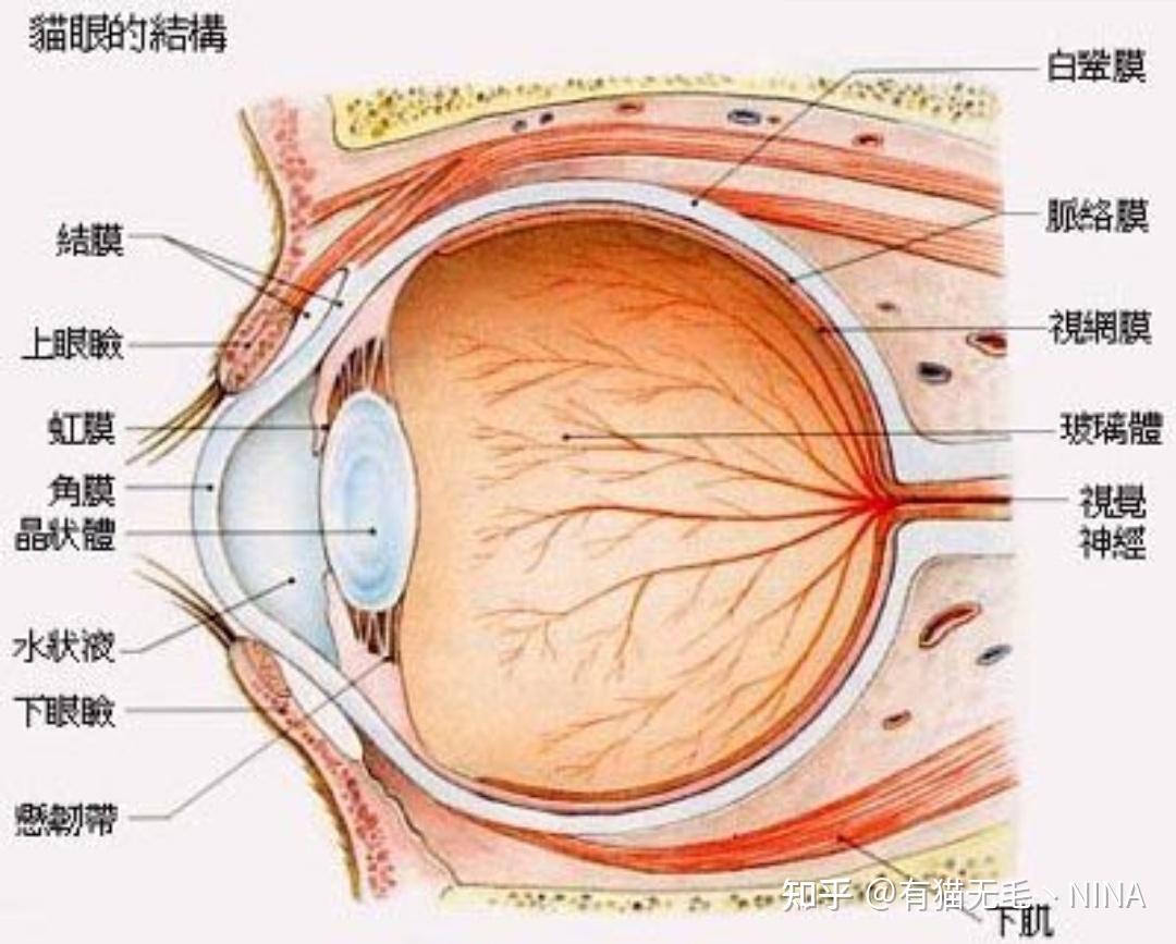 猫眼睛解剖示意图图片