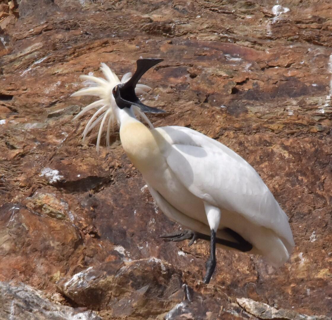 珍贵的黑脸琵鹭