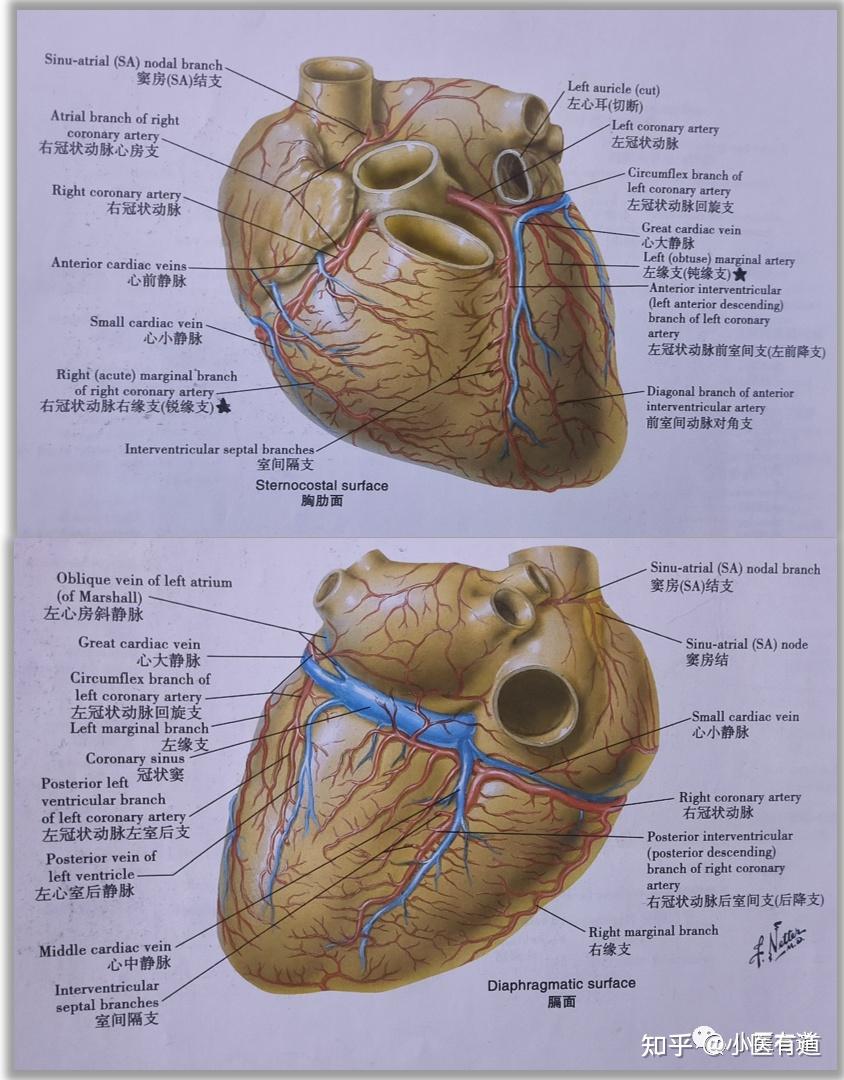心脏解剖 冠状动脉