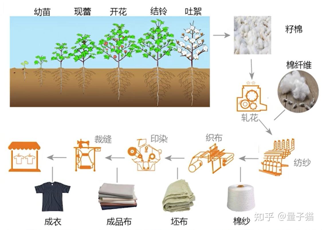 棉花的生长过程顺序图片