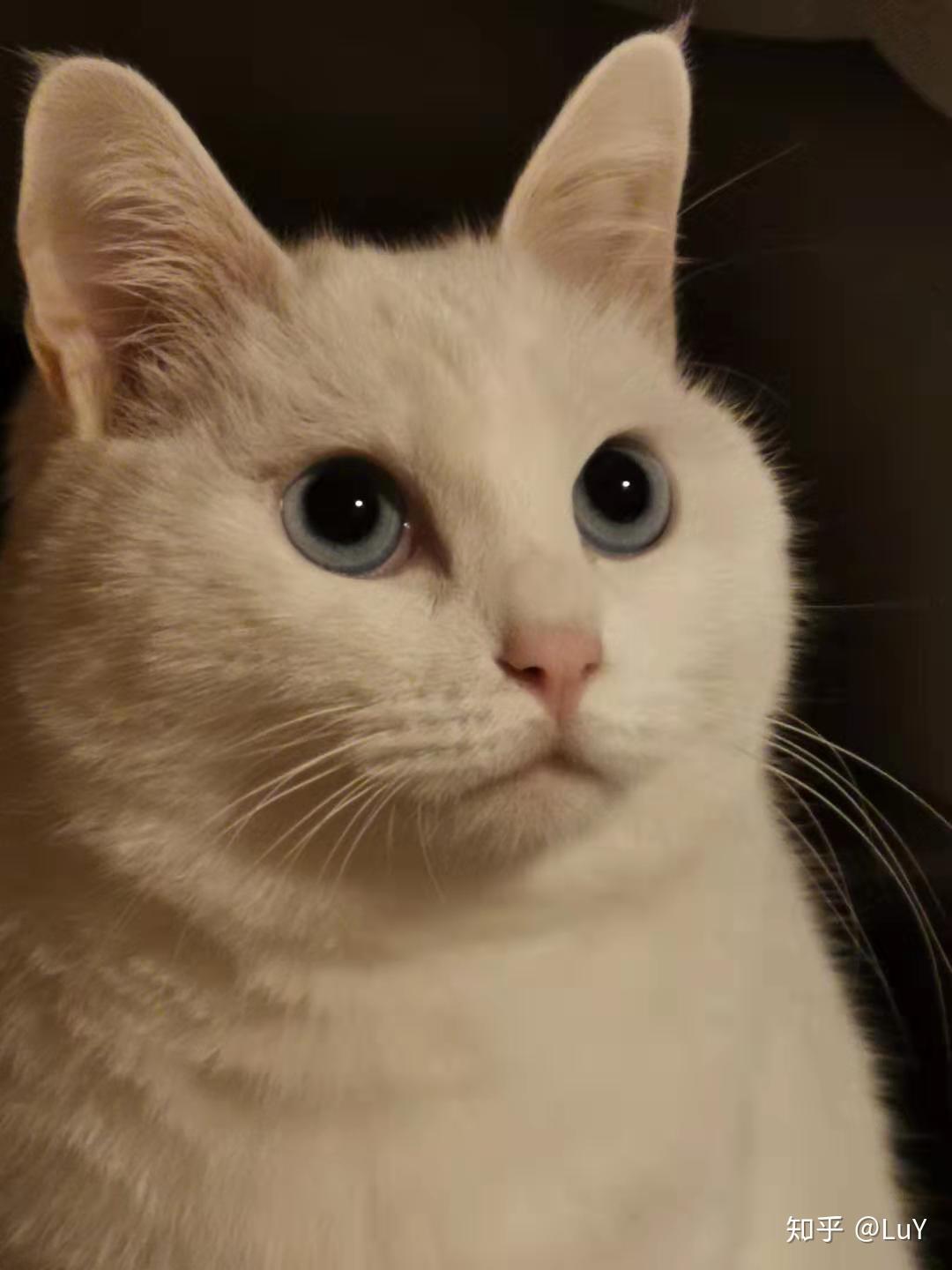 刚出生没多久的小奶猫怎么养?