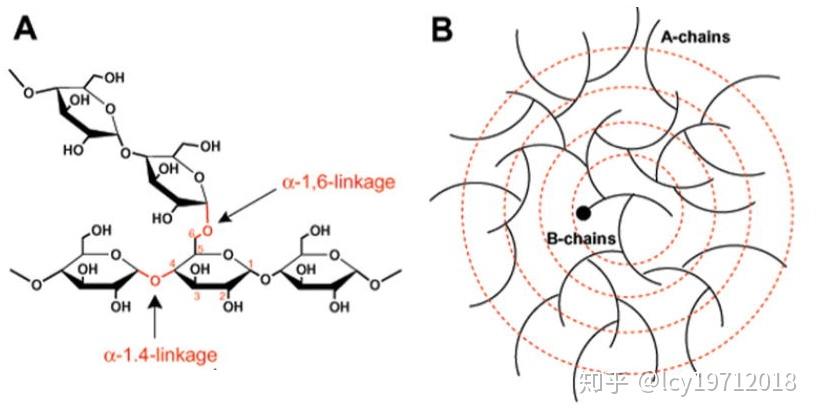 其结构与支链淀粉也很相似,直链部分以α-1,4糖苷键相连,分支处为α-1