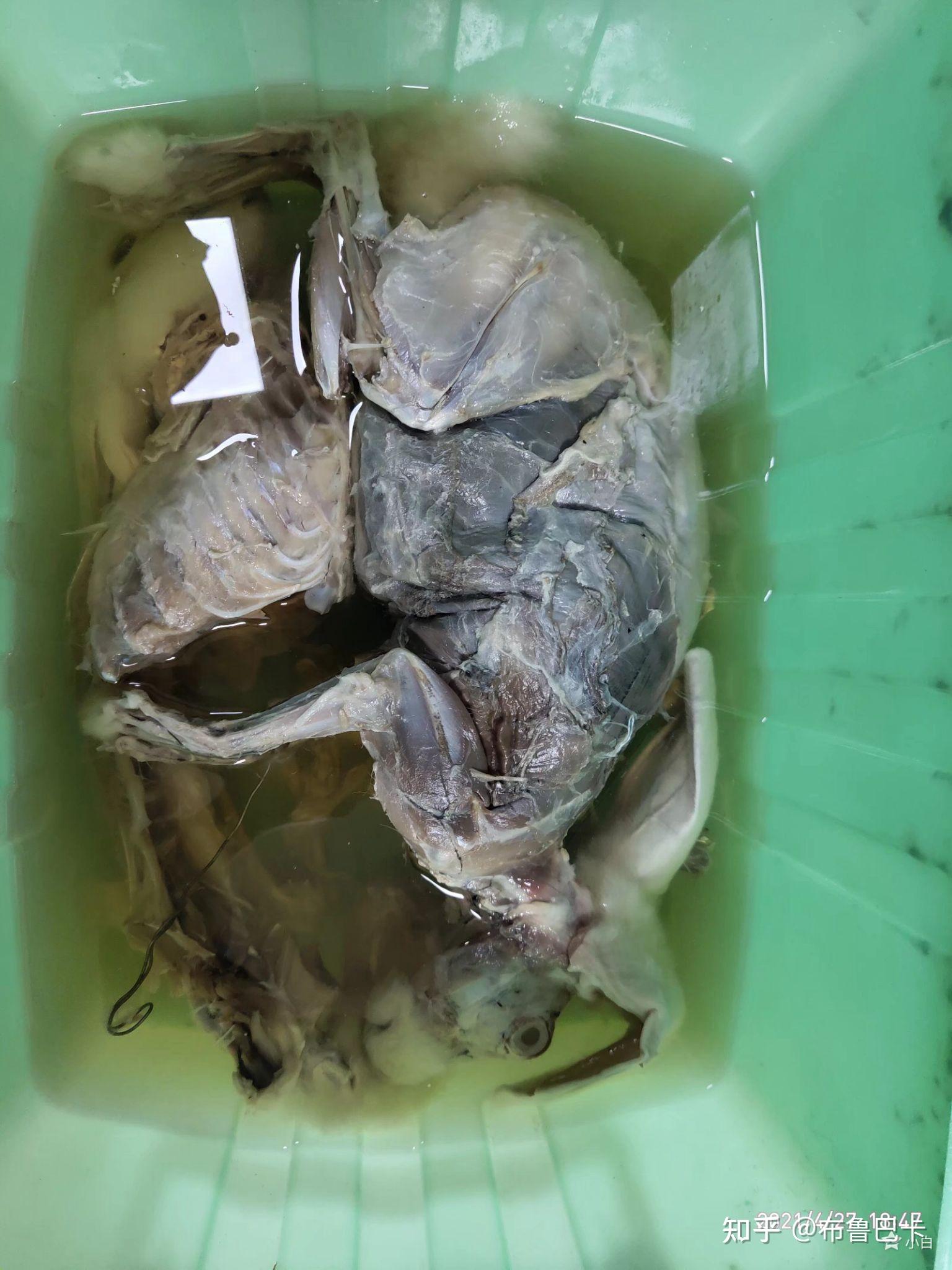 兔子骨骼标本制作1 - 知乎